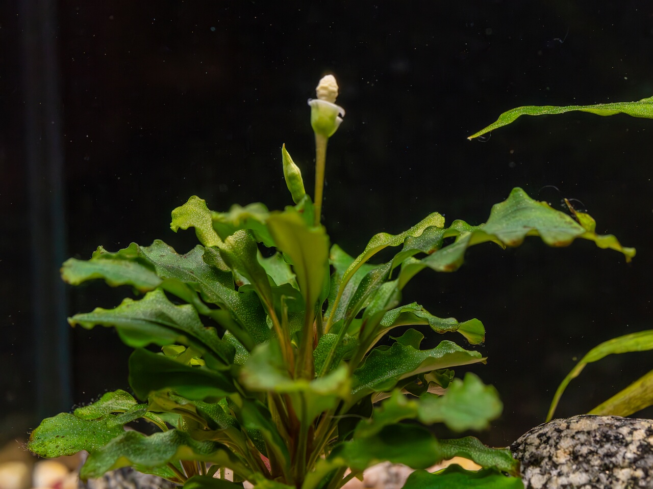 Bucephalandra pygmaea 'Bukit Kelam' _2025-11-23_1-12