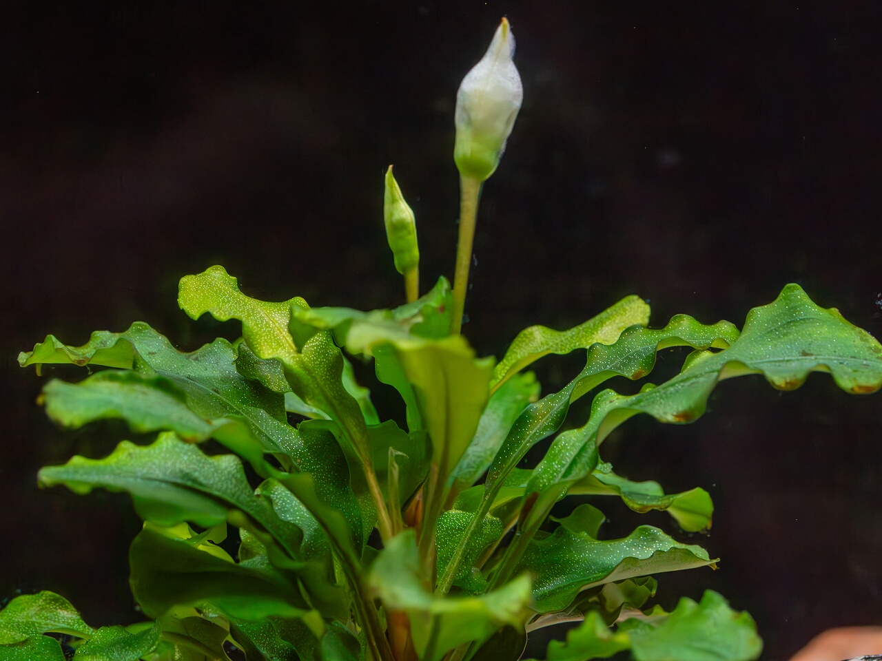 Bucephalandra pygmaea 'Bukit Kelam' _2025-11-23_1-3
