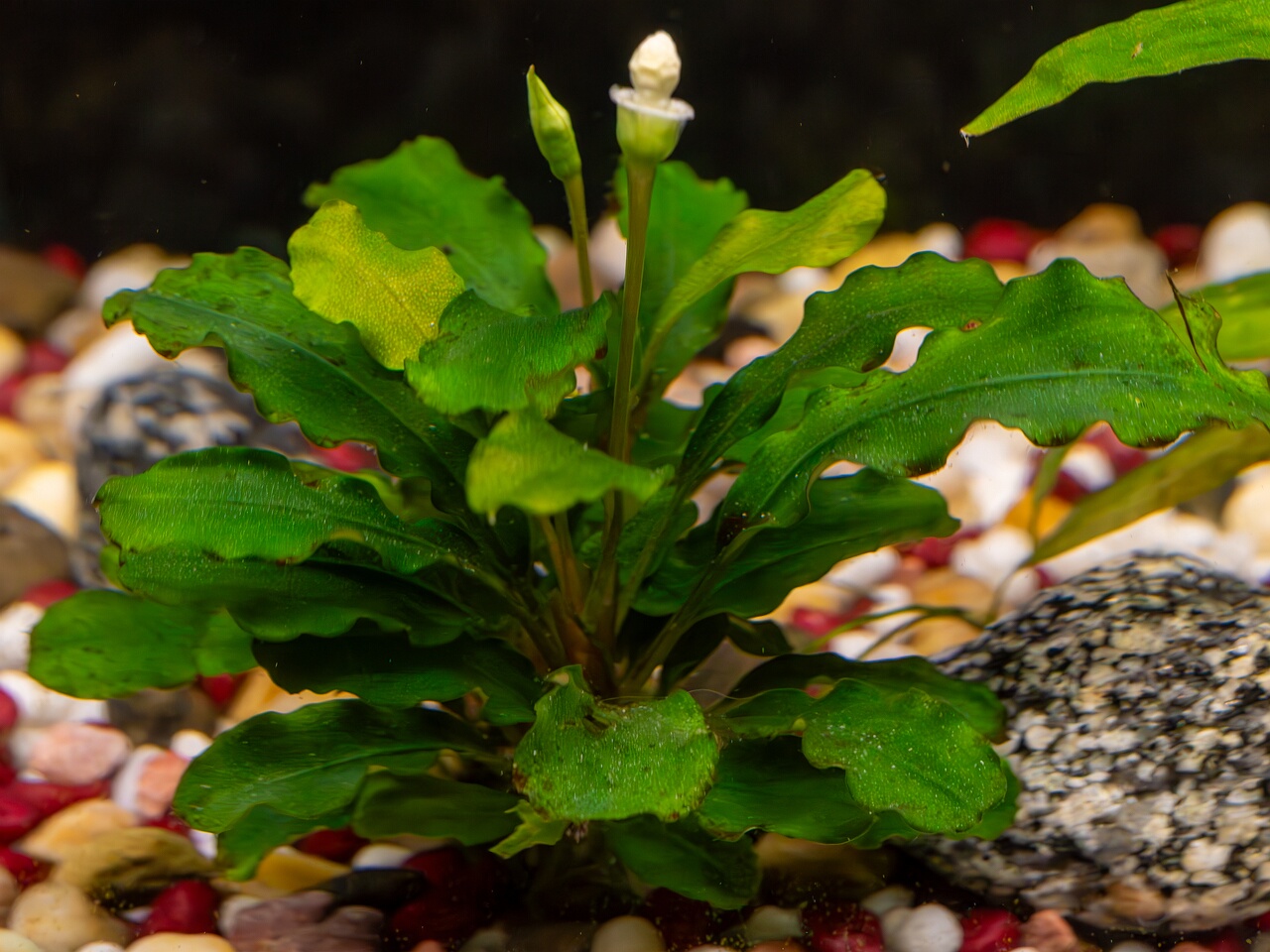 Bucephalandra pygmaea 'Bukit Kelam' _2025-11-23_1-9