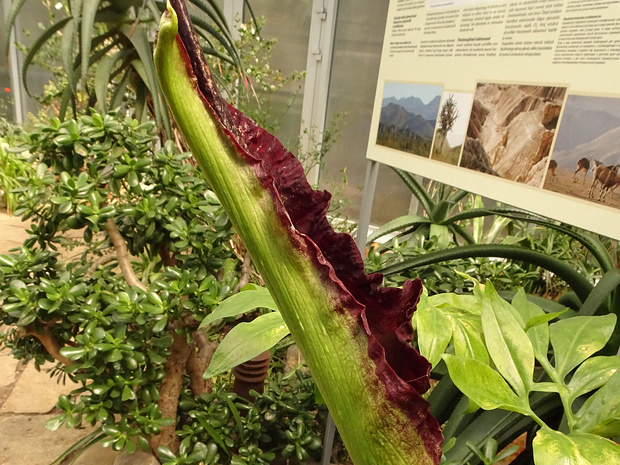 Дракункулюс обыкновенный - Dracunculus vulgaris