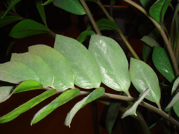 Замиокулькас замиелистный - Zamioculcas zamiifolia