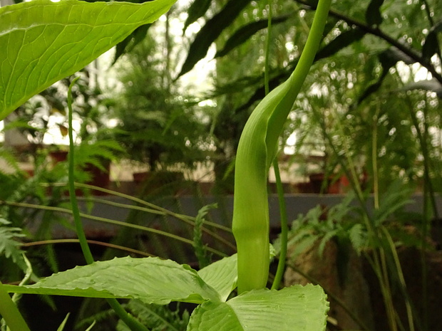 Пинеллия тройчатая - Pinellia ternata