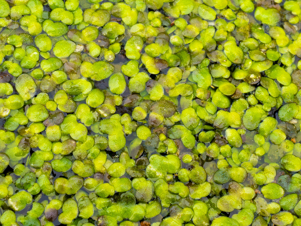!lemna-minor_2023-05-21_1-6