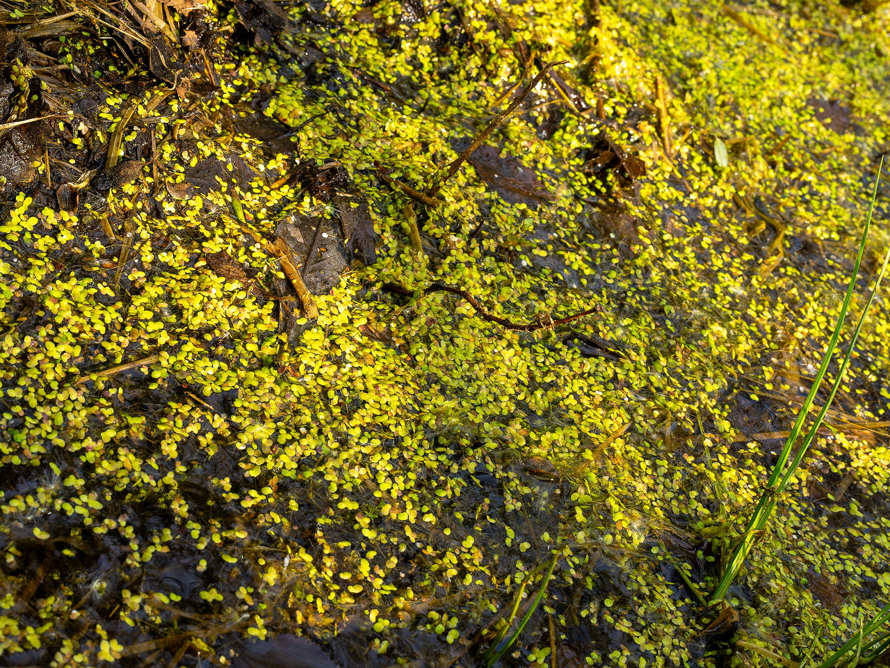 lemna-minor_2023-05-21_1-1
