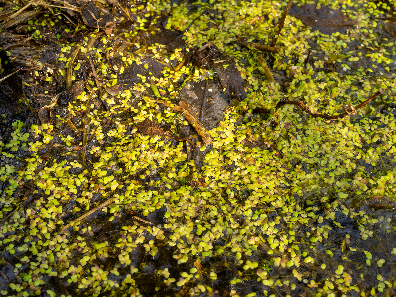 lemna-minor_2023-05-21_1-2