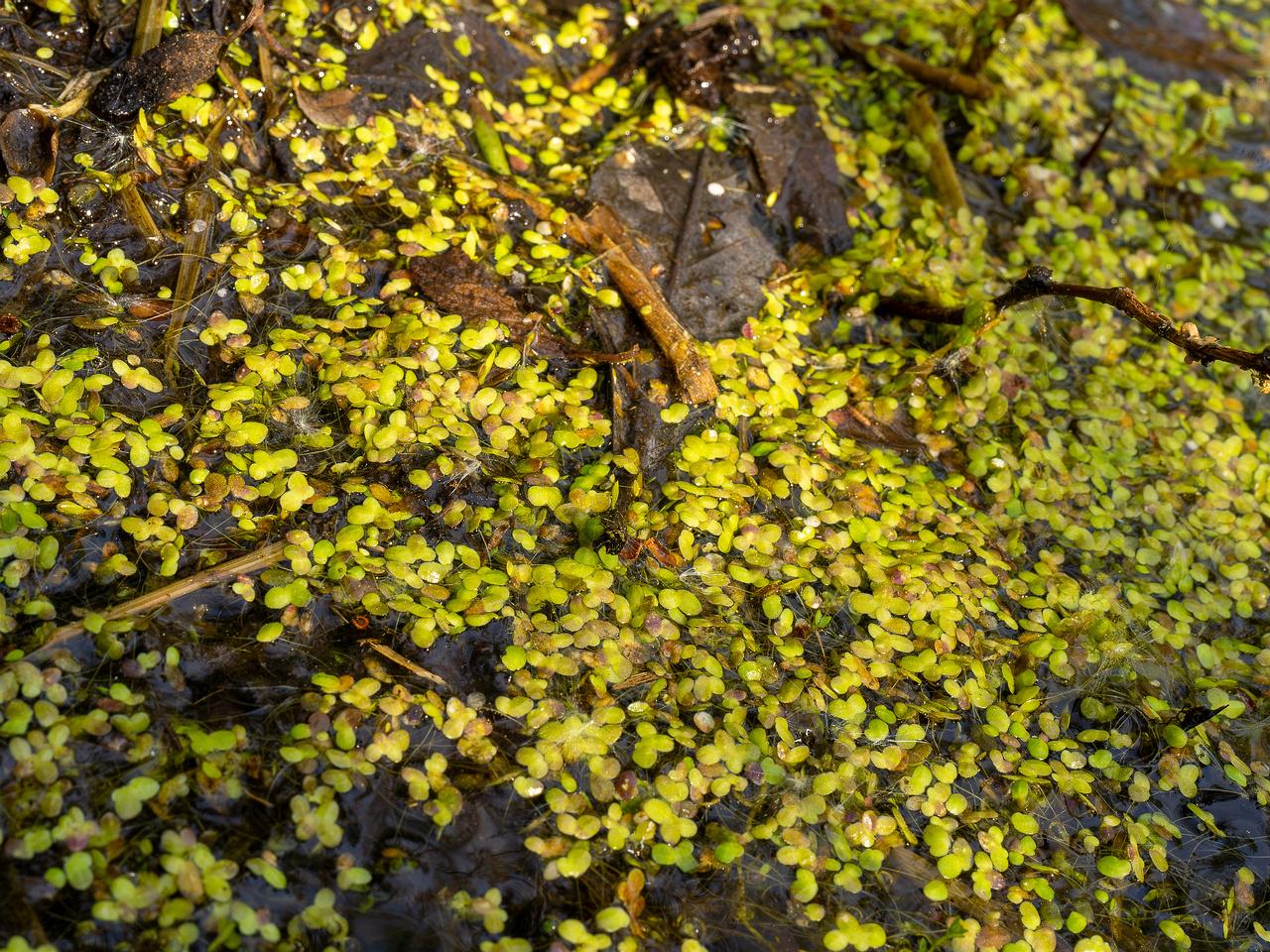 lemna-minor_2023-05-21_1-3