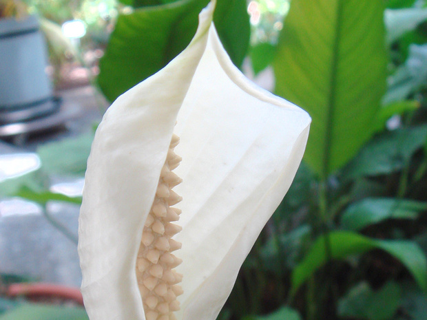 Спатифиллум обильноцветущий - Spathiphyllum floribundum