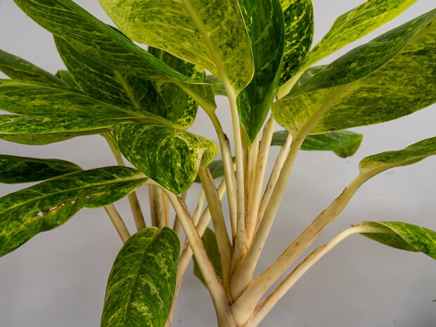 Аглаонема переменчивая 'Король Сиама' - Aglaonema commutatum 'King of Siam'