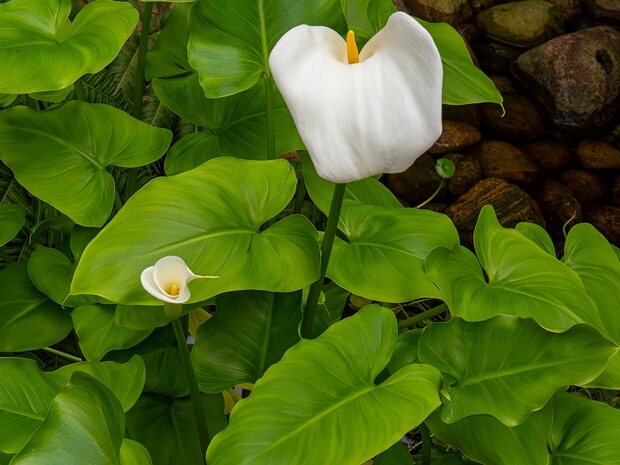 Зантедеския эфиопская - Zantedeschia aethiopica