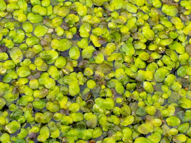 Ряска турионообразующая - Lemna turionifera