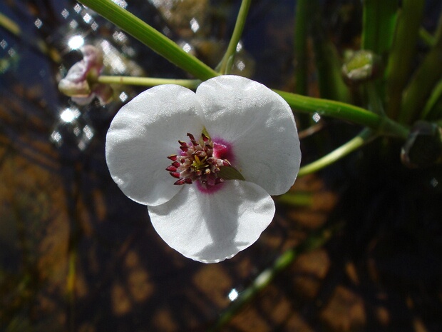 Стрелолист обыкновенный - Sagittaria sagittifolia