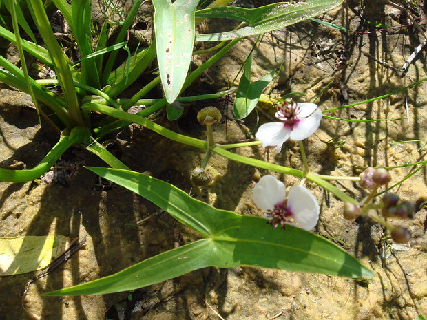 Стрелолист обыкновенный - Sagittaria sagittifolia