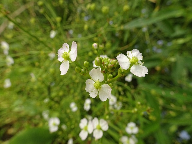 Частуха обыкновенная - Alisma plantago-aquatica