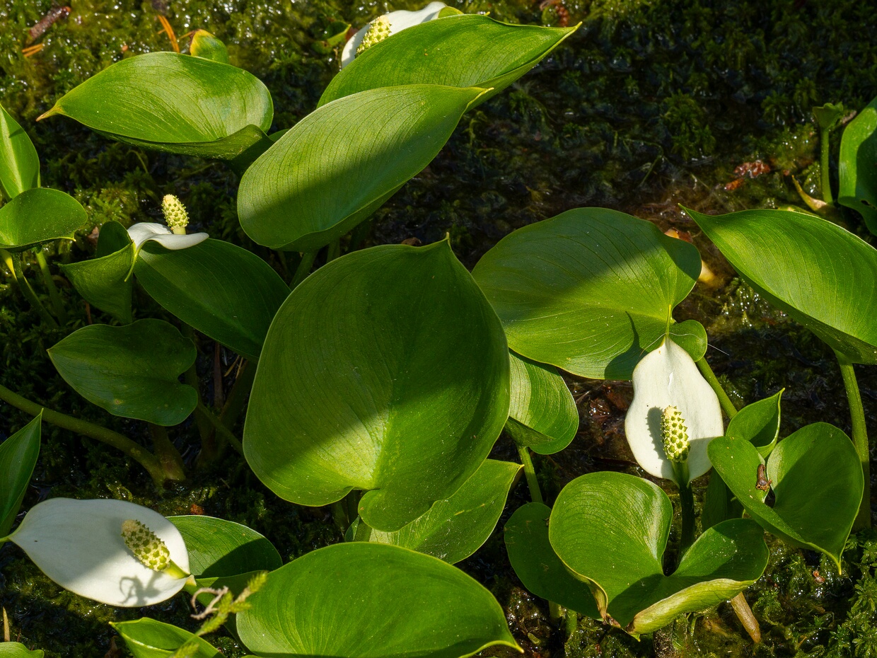 Аронниковые - Araceae The Araceae are a family of monocotyledonous flowering plants in which flowers are borne on a type of inflorescence...