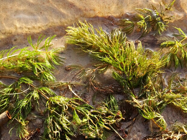 Водокрасовые - Hydrocharitaceae Hydrocharitaceae is a flowering plant family including 16 known genera with a total of ca 135 known species...