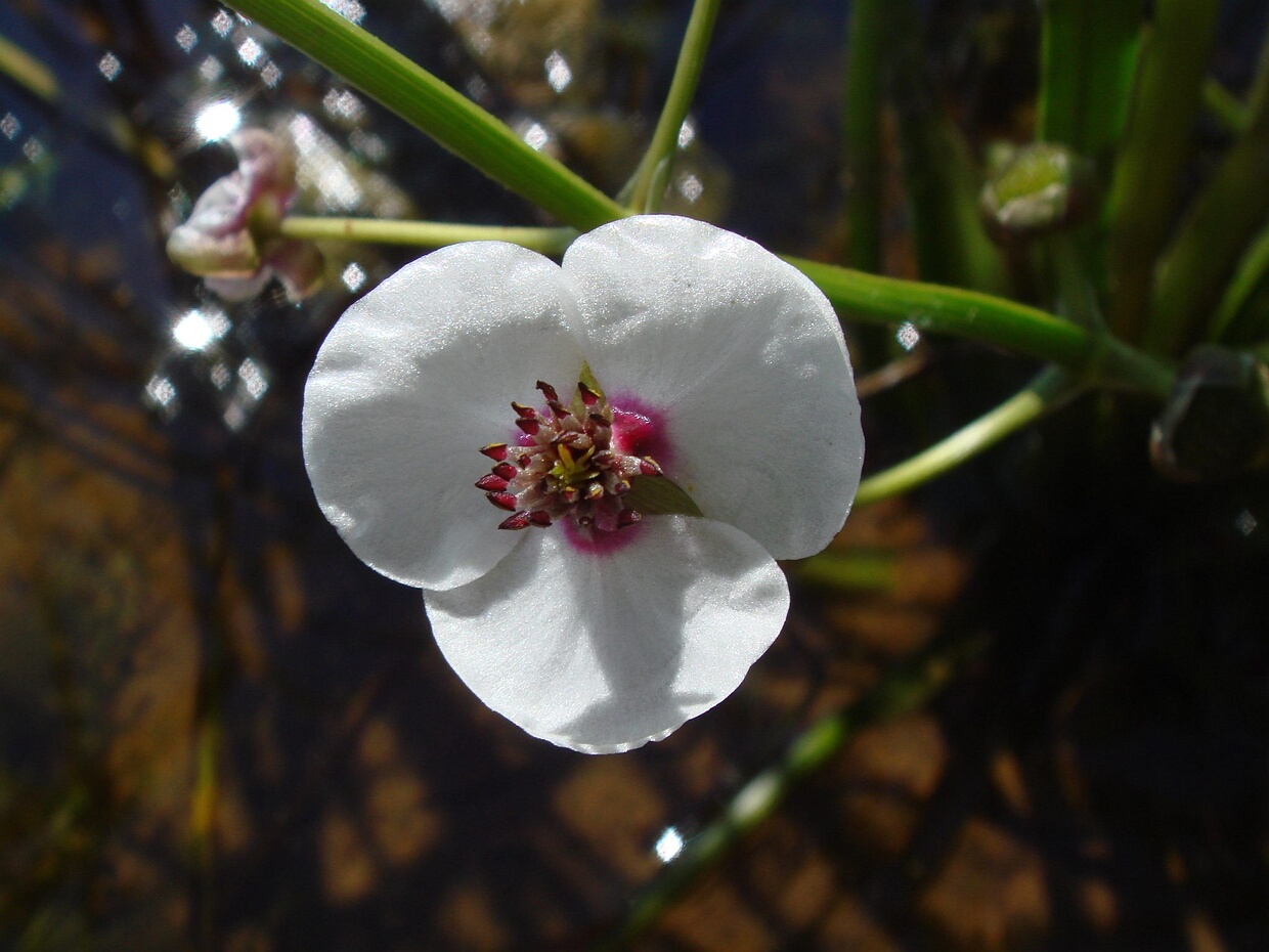 Частуховые - Alismataceae The water-plantains are a family of flowering plants, comprising 11 genera and between 85 and 95 species. The family has...