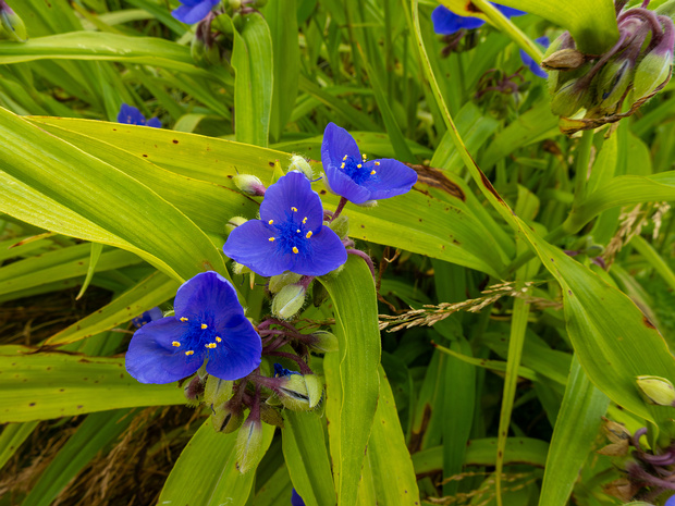 Коммелиноцветные - Commelinales Commelinales is the botanical name of an order of flowering plants. It comprises five families: Commelinaceae,...