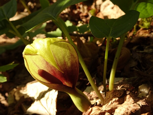 Частухоцветные - Alismatales The Alismatales (alismatids) are an order of flowering plants including about 4500 species. Plants assigned to this...