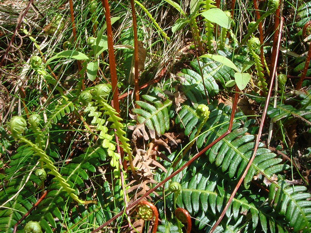 Дербянка колосистая - Blechnum spicant