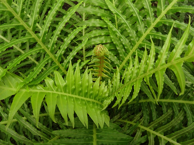 Дербянка придатковая - Blechnum appendiculatum