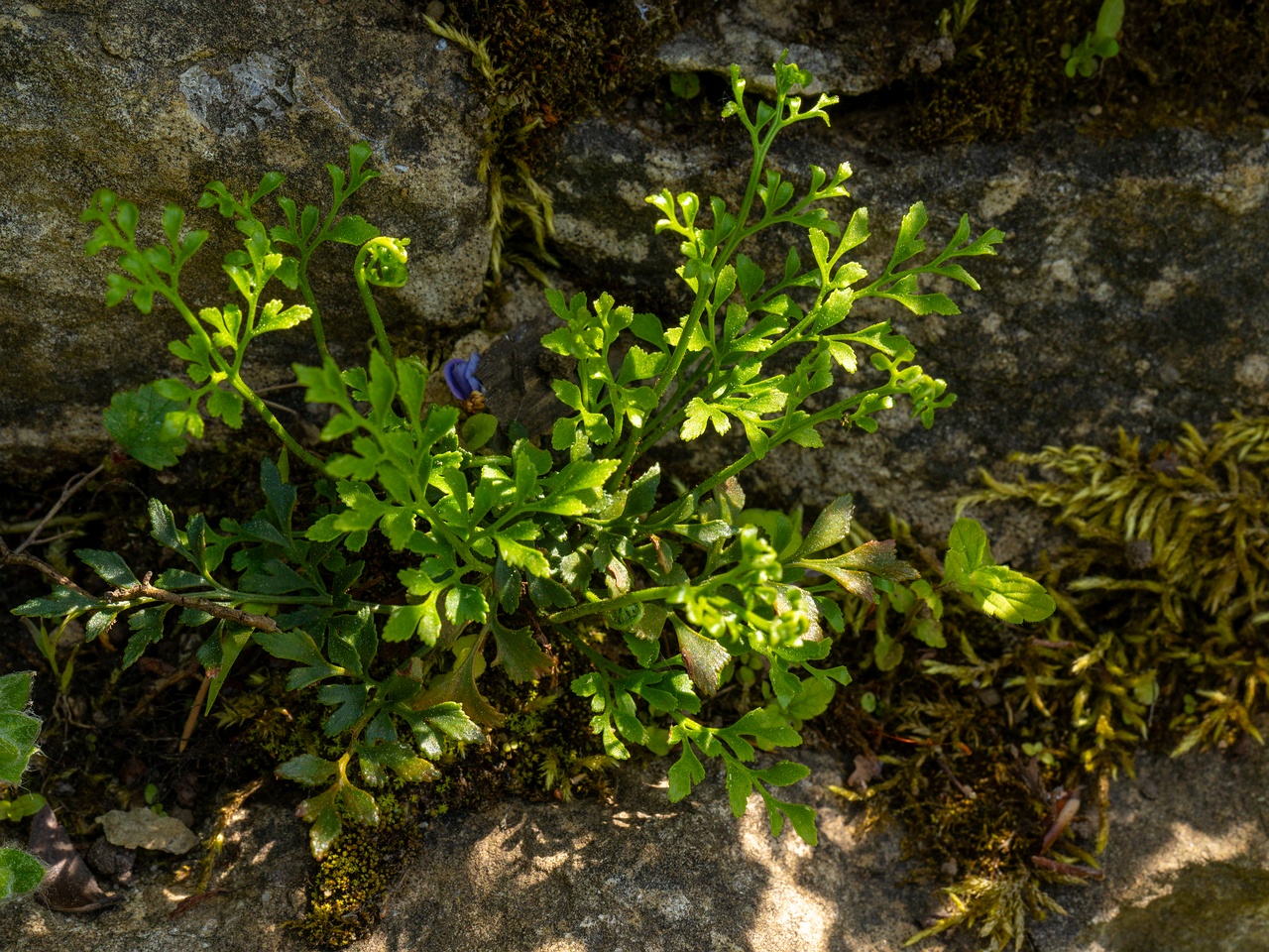 Asplenium ruta-muraria _2025-06-01_1-1
