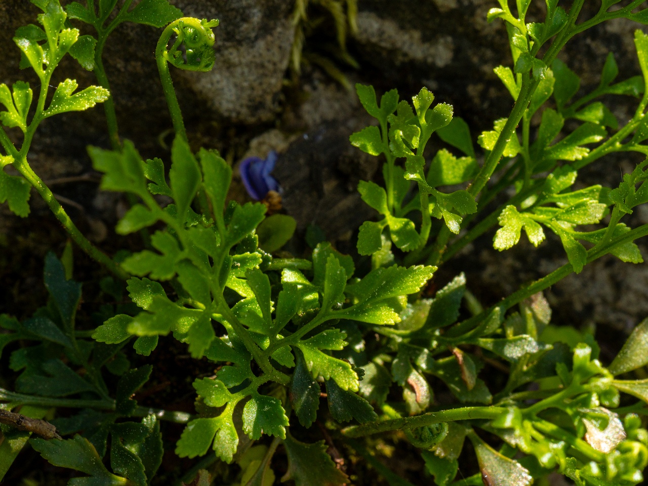 Asplenium ruta-muraria _2025-06-01_1-3