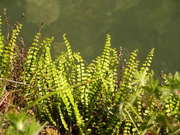 Костенец волосовидный - Asplenium trichomanes
