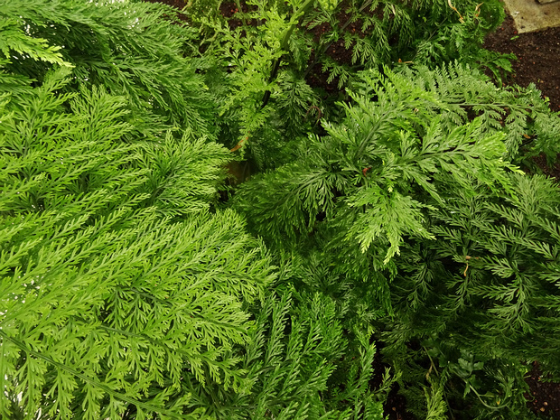 Костенец луковиценосный - Asplenium bulbiferum