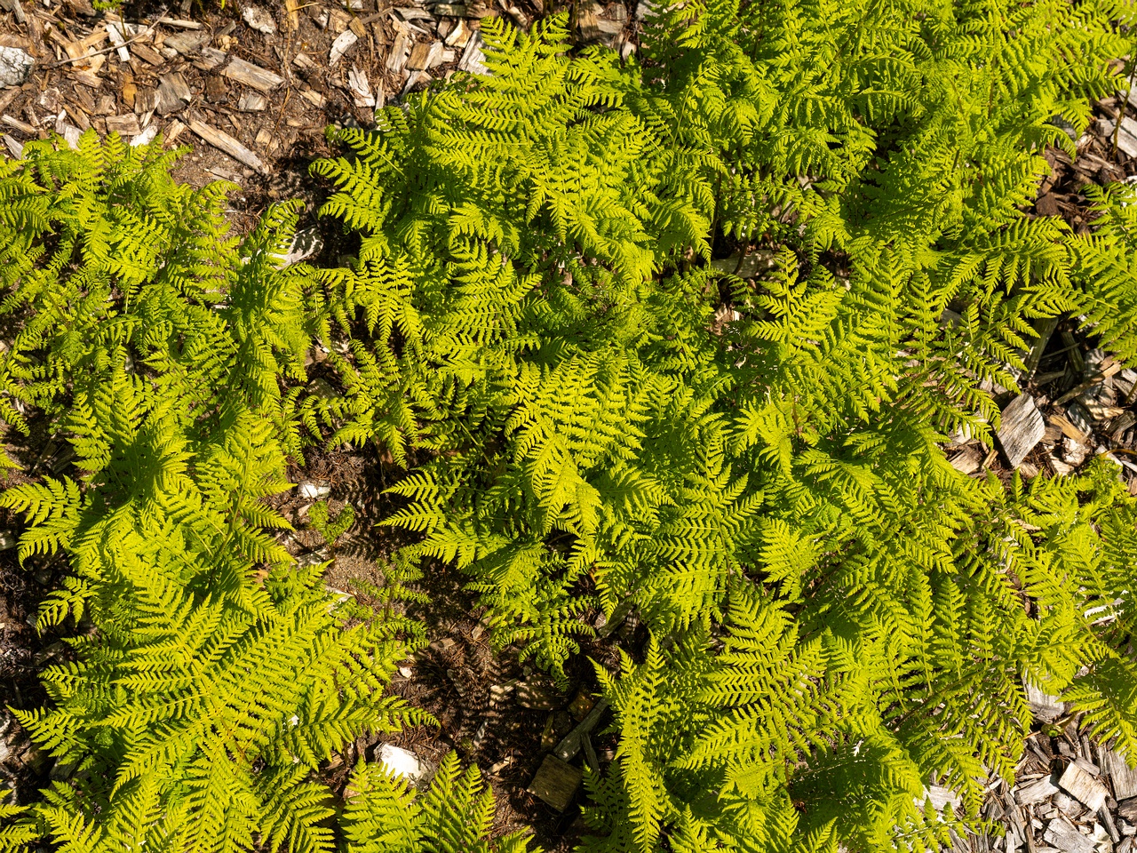 Diplazium sibiricum _2025-06-01_1-1