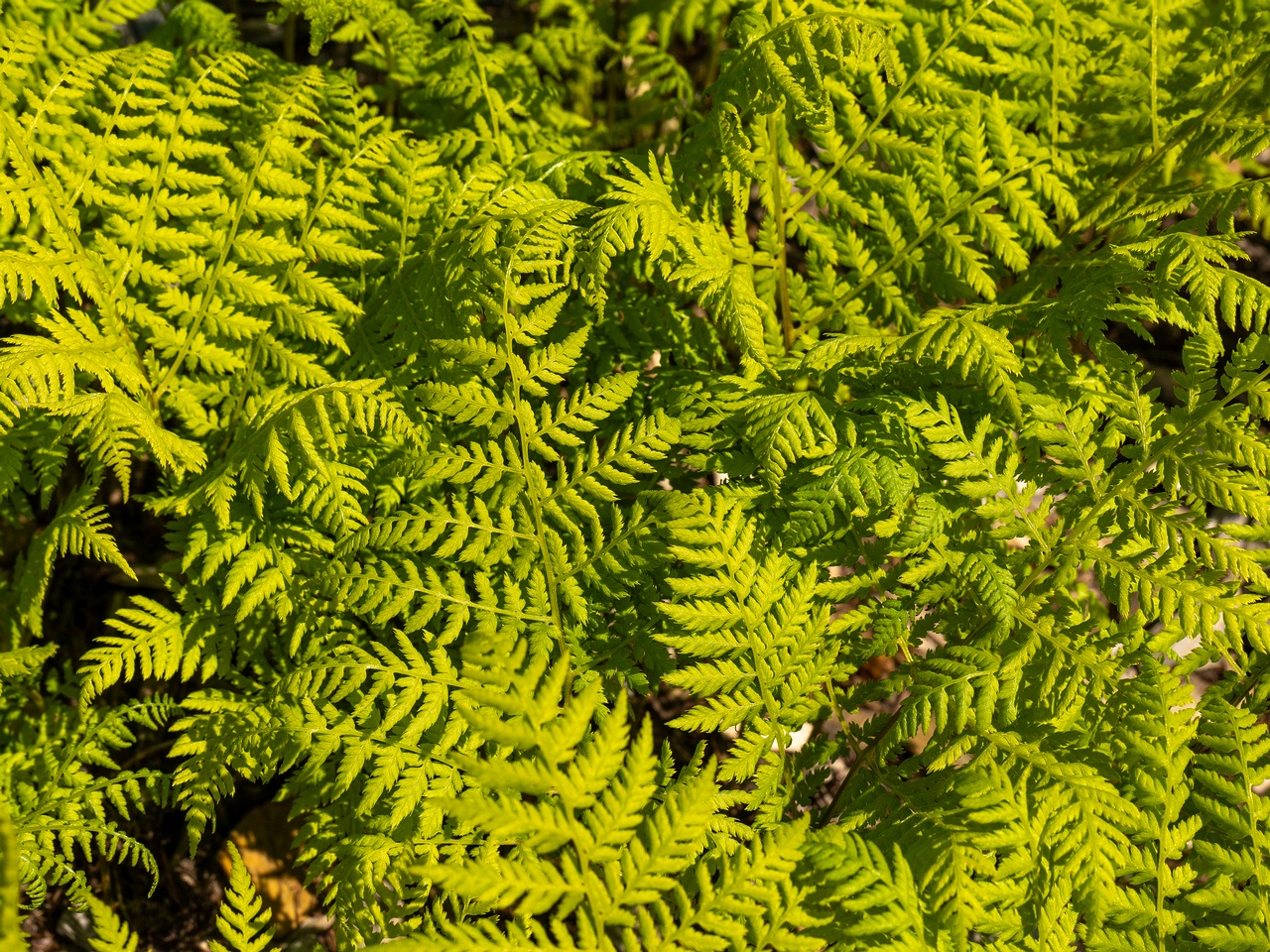 Diplazium sibiricum _2025-06-01_1-3