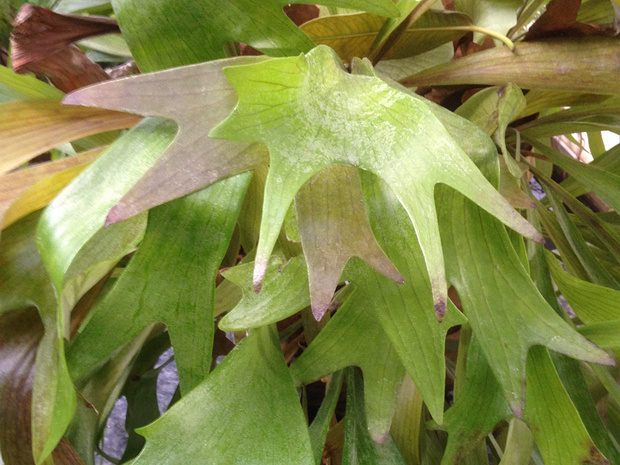 Платицериум оленерогий - Platycerium bifurcatum