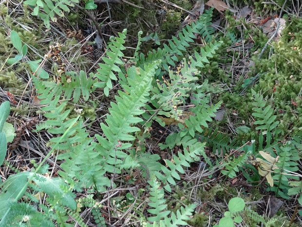 Многоножка обыкновенная - Polypodium vulgare