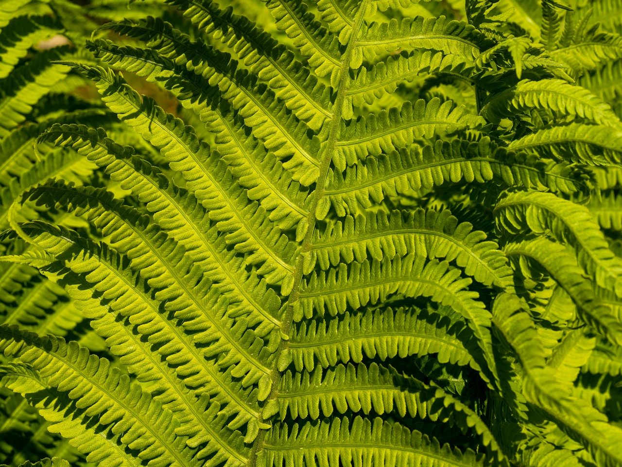 !Matteuccia struthiopteris _2025-06-01_1-3