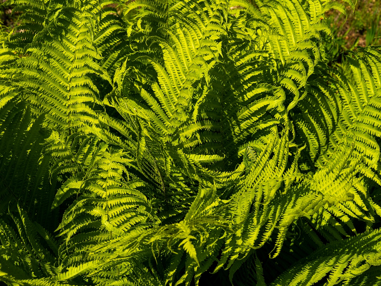 Matteuccia struthiopteris _2025-06-01_1-1