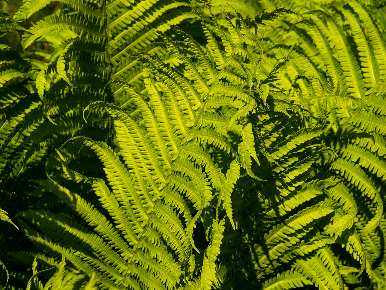 Matteuccia struthiopteris _2025-06-01_1-2
