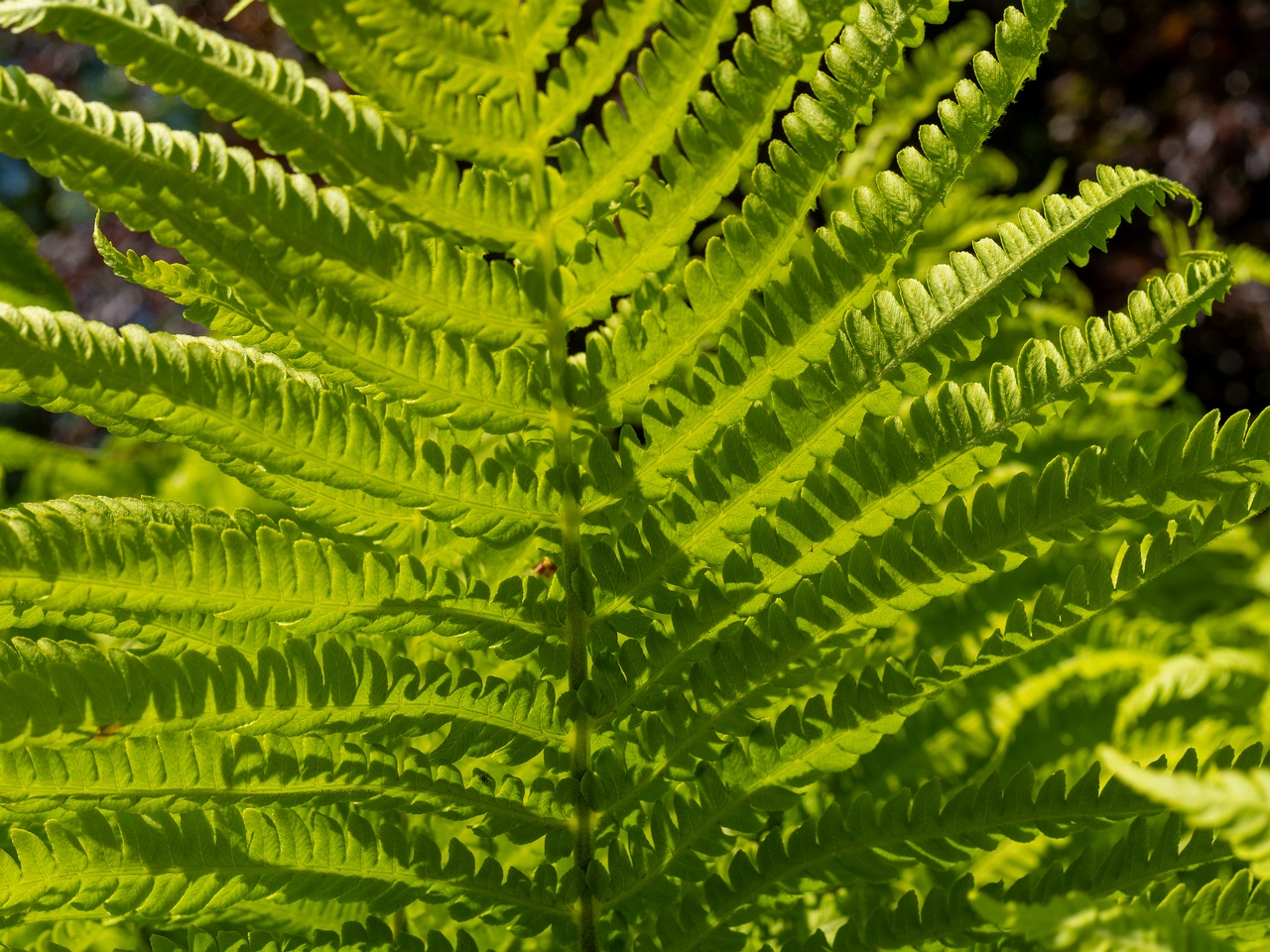 Matteuccia struthiopteris _2025-06-01_1-4