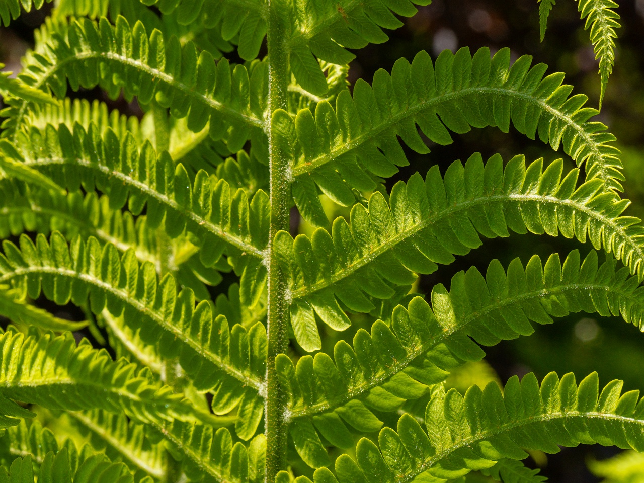 Matteuccia struthiopteris _2025-06-01_1-5