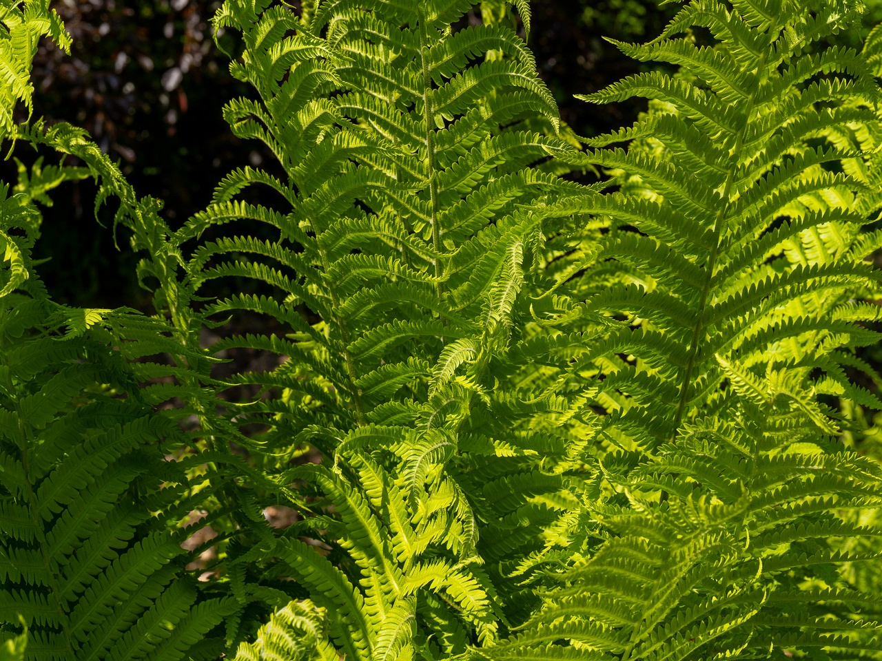Matteuccia struthiopteris _2025-06-01_1-6
