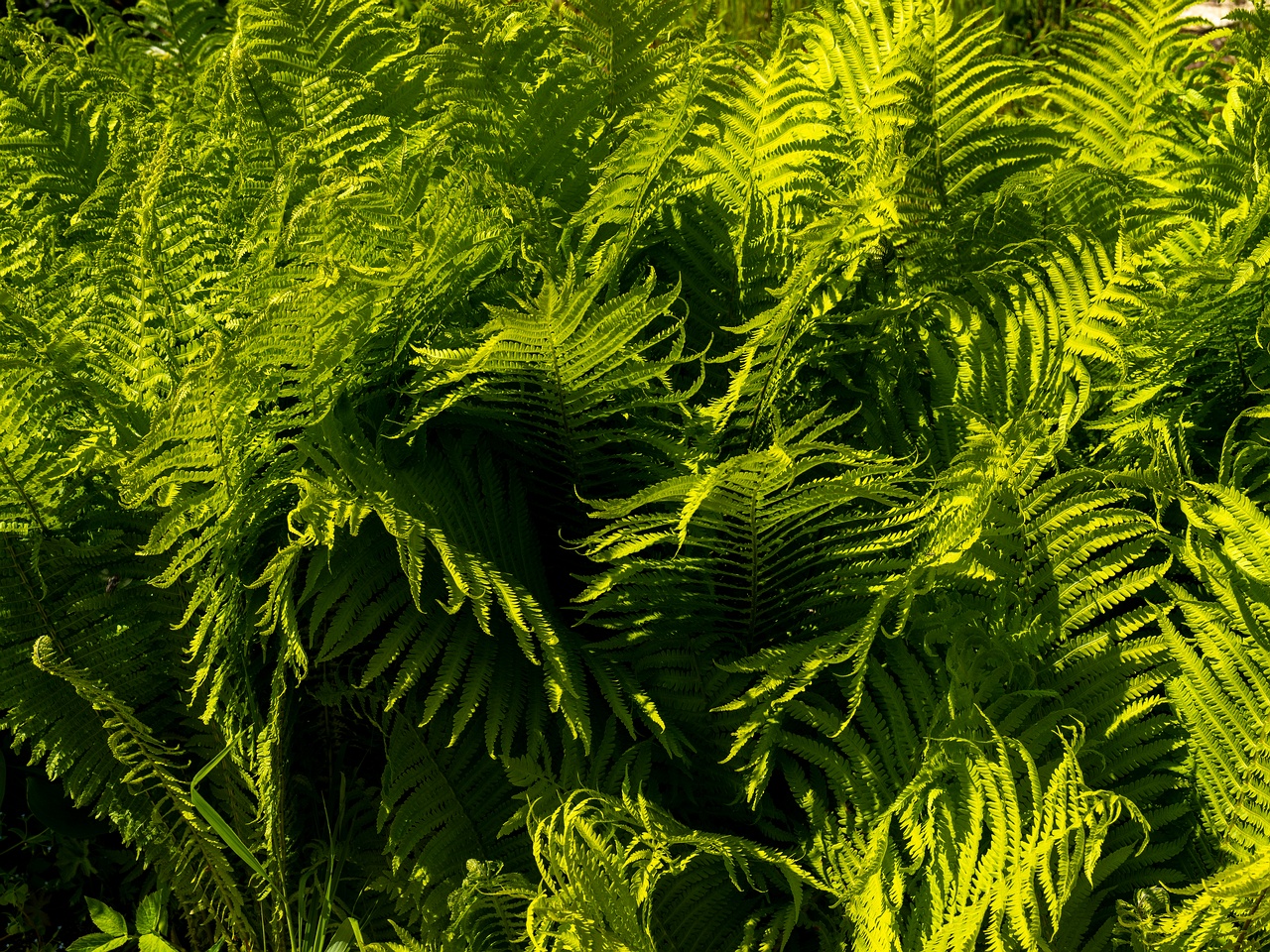 Matteuccia struthiopteris _2025-06-01_1-7