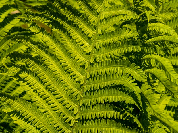 Страусник обыкновенный - Matteuccia struthiopteris