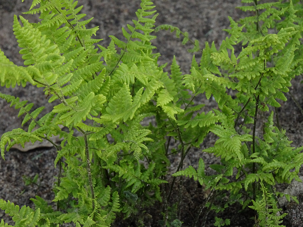 Голокучник Робертов - Gymnocarpium robertianum