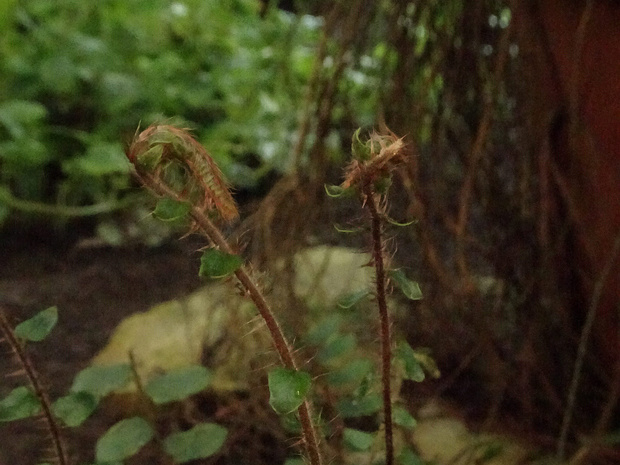 Пеллея круглолистная - Pellaea rotundifolia