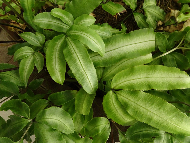 Птерис критский разн. белополосчатый - Pteris cretica var. albolineata