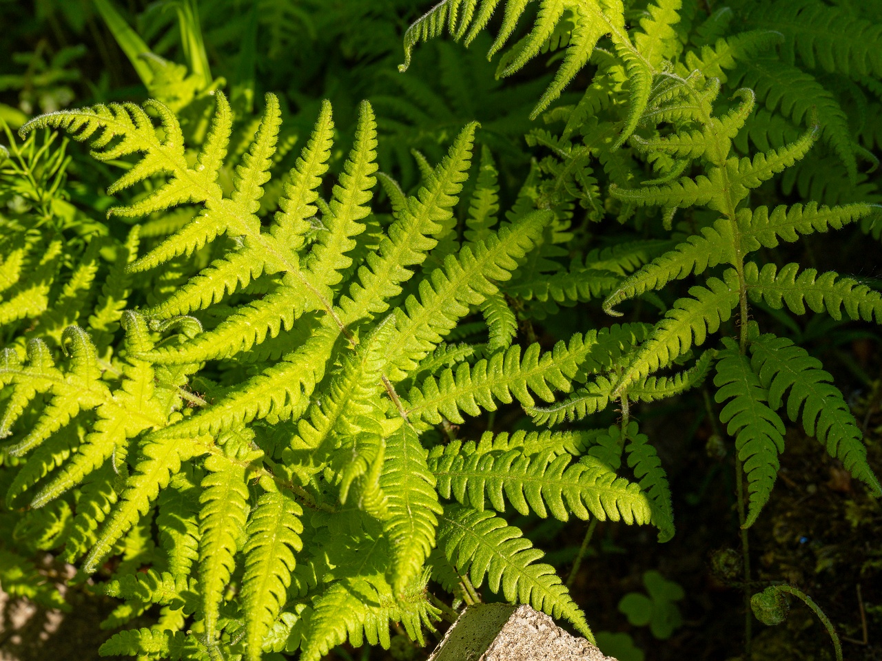 Phegopteris connectilis _2025-06-01_1-2