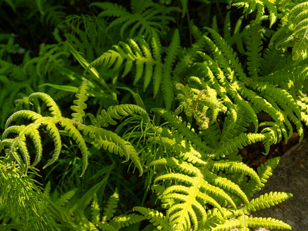 Фегоптерис связывающий - Phegopteris connectilis