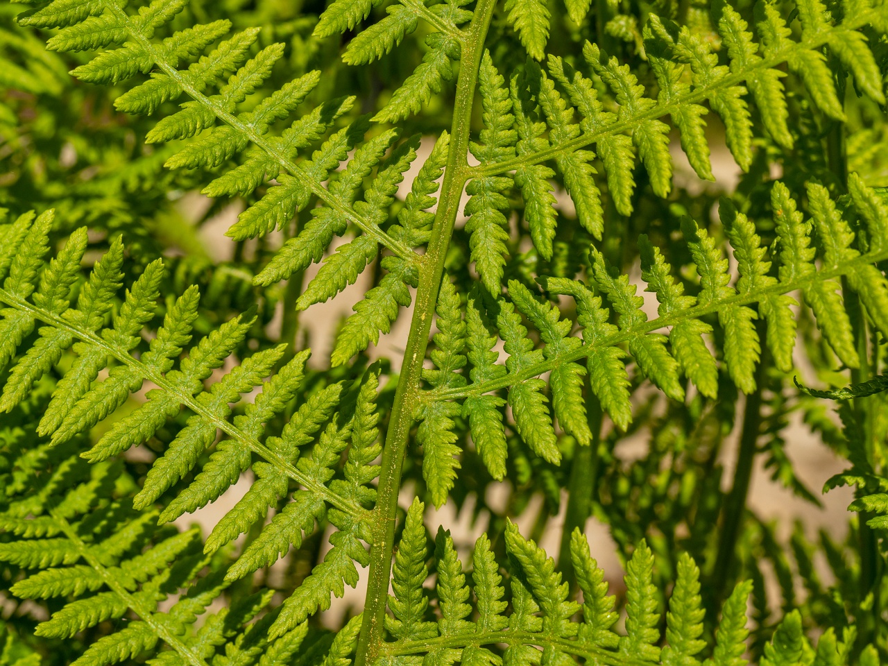 Athyrium filix-femina _2025-06-01_1-2