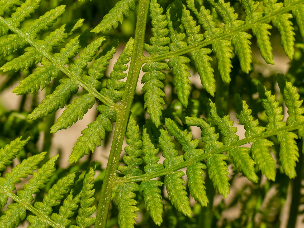 Athyrium filix-femina _2025-06-01_1-3