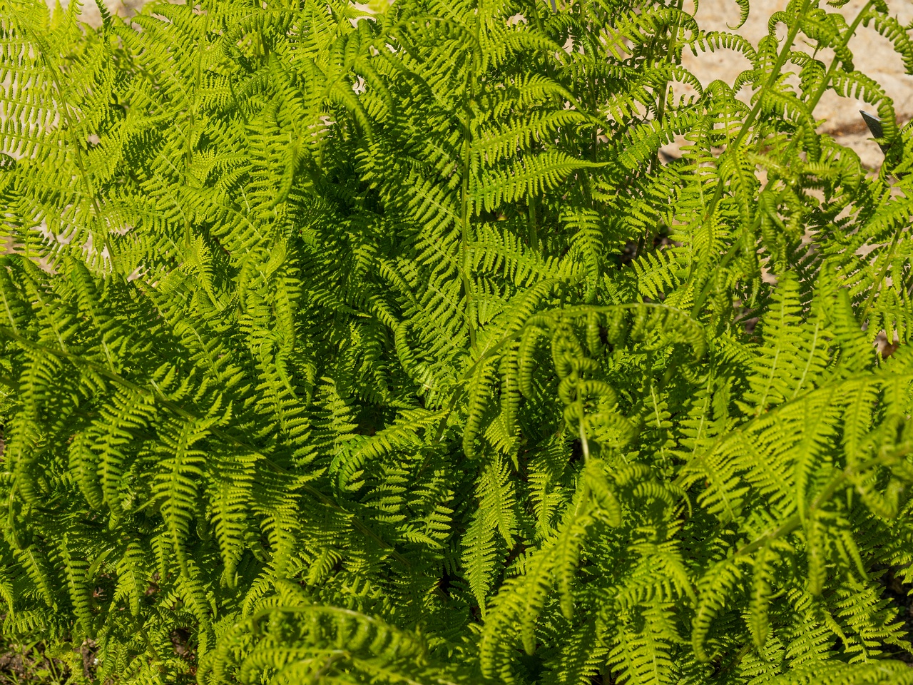 Athyrium filix-femina _2025-06-01_1-4