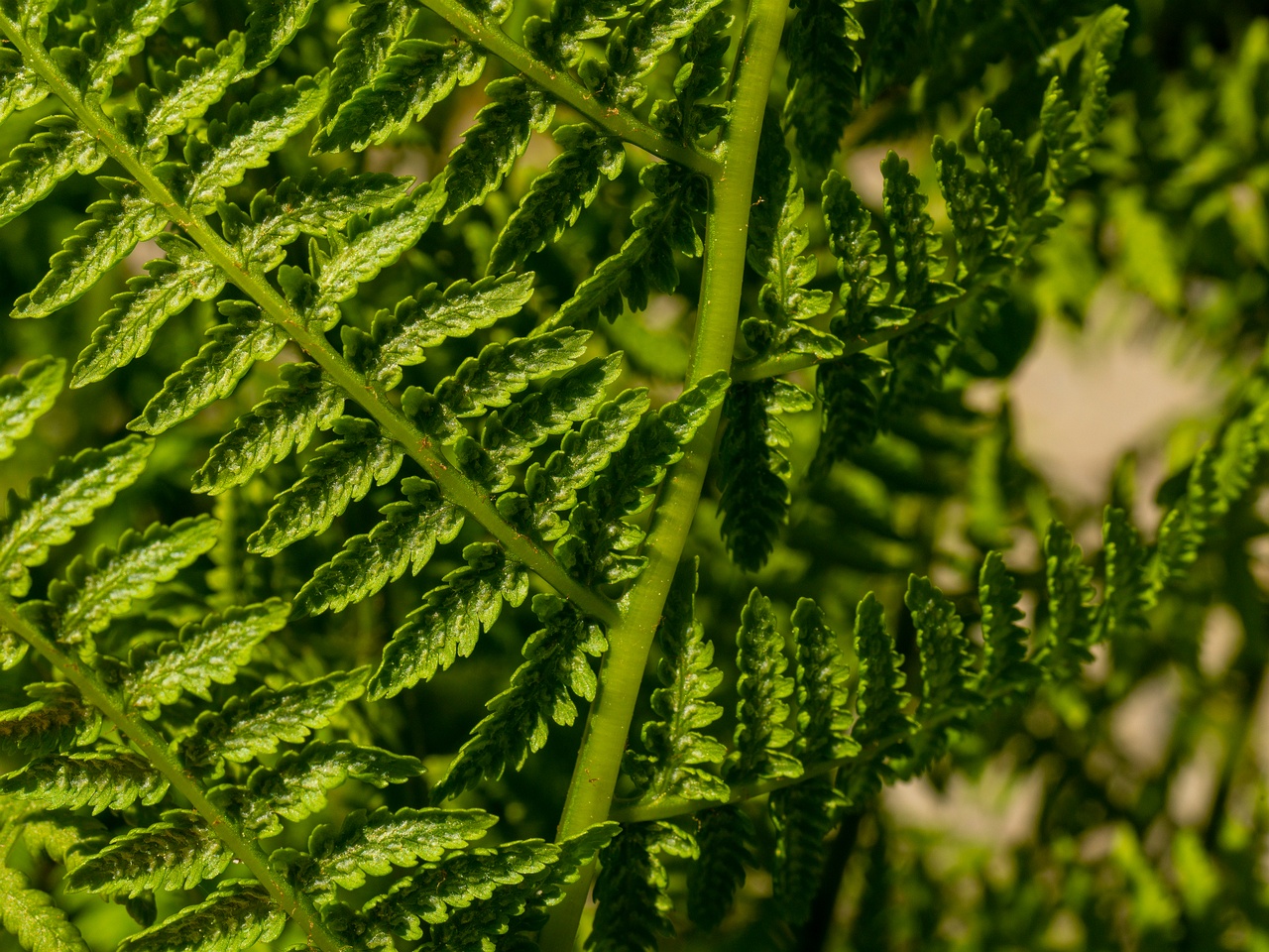 Athyrium filix-femina _2025-06-01_1-5