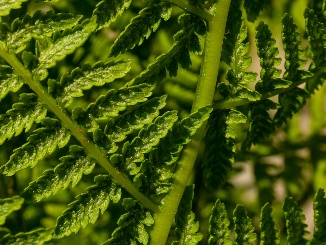 Athyrium filix-femina _2025-06-01_1-6